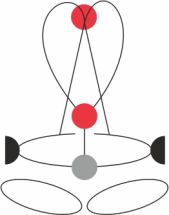 Привязь GOLDEN TOP EVO ALU BLACK, S-L